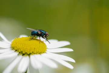 fly on daisy isolated blurred background