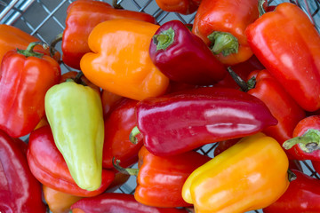 Colorful red, orange, yellow, green sweet bell peppers in a basket