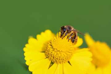honeybee on yellow flower macrophotography