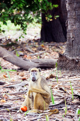 Yellow baboon holding a fruit in Selous Game Reserve, Tanzania, Africa.