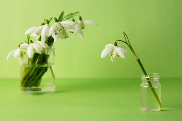 Spring flower, white snowdrops over green background. Abstract background for greeting cards. Isolated.