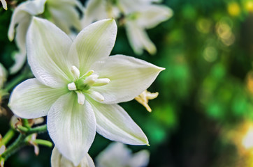 delicate white Yucca flower