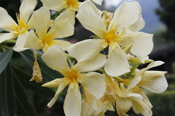 oleander flower in the garden / close up of sweet oleander flower blooming in the spring garden...