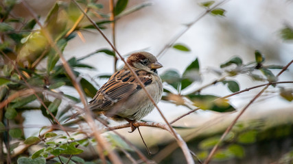 Robin