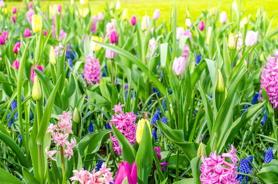 Purple hyacinths blooming in spring among colorful flower field of tulips at Keukenhof garden in Netherlands.