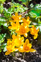 Yellow crocus flowers on the spring sunny day