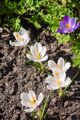 Crocus flowers on the spring sunny day