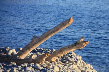 bois flotté sur la plage de galets