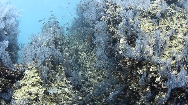 Coral reef scenics of the Sea of Cortez, Baja California Sur, Mexico. 