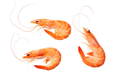 shrimps isolated on a white background. top view