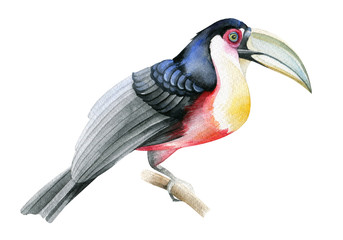 Fototapeta premium Toucan bird Watercolor drawing. Isolated object on white background.