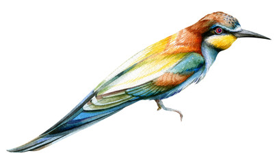 Fototapeta premium Beef. A bright colorful bird. Watercolor drawing. Isolated object on white background. Wild nature.