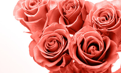Pink roses white background Valentines Day
