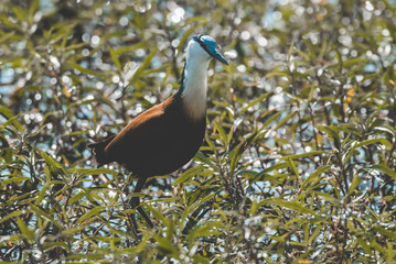 African  Jacana walking en water, South Africa