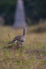 Red legged Seriema, Pantanal , Brazil