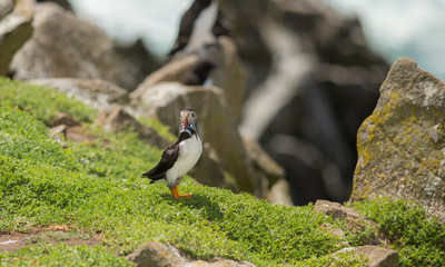Atlantic Puffin
