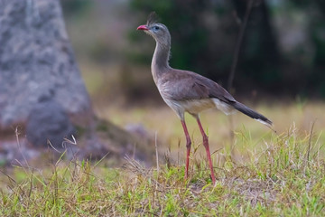 Red legged Seriema, Pantanal , Brazil