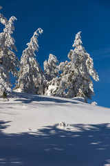 Fototapeta na wymiar Amazing winter landscape of Vitosha Mountain, Sofia City Region, Bulgaria