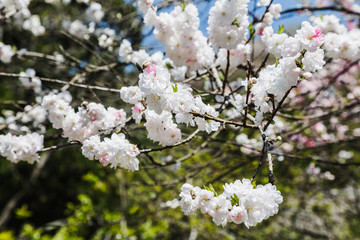 Cherry blossom (sakura) in Japan