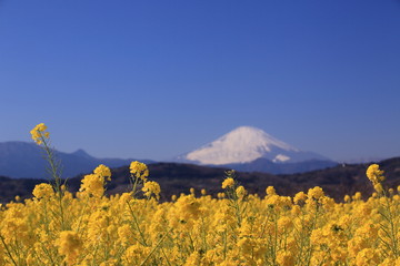富士山が後ろに見えた菜の花畑