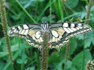 Butterfly in the Carpathians
