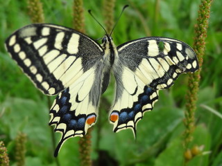 Obraz na płótnie Canvas Butterfly in the Carpathians