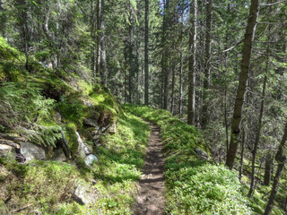 Wild road n the Carpathians