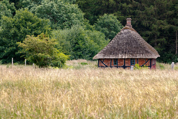 Fototapeta na wymiar Small traditional country house with thatched roof. House in a green yellow field in front of the forest. Frilandsmuseet, Denmark.