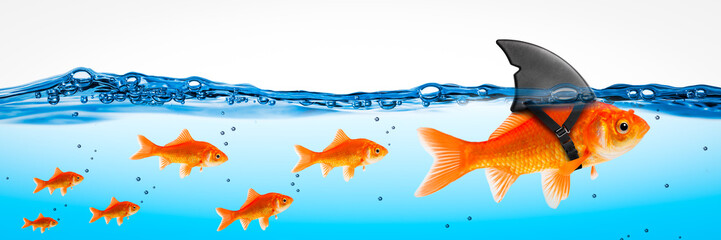 Small Brave Goldfish With Shark Fin Costume Leading Others  - Leadership Concept