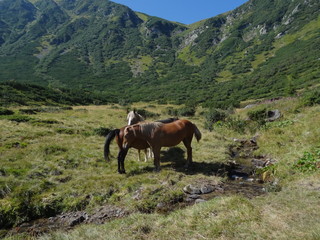 Fototapeta na wymiar Horses in the mountains