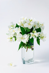 Beautiful jasmine flowers in a vase on the table