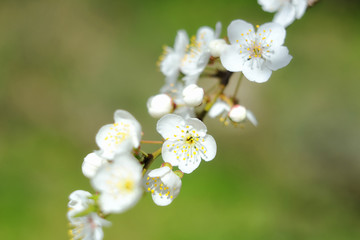 Flowering cherry branch in spring