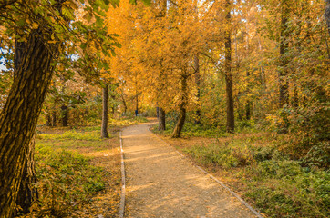 Path leads deep into the autumn forest