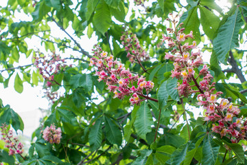 Lilac bush on a branch with green leaves in summer on a clear day