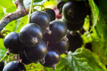Black currant on a branch with large berries in the summer against the background of green leaves on a clear day