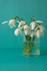 Spring flowers, white snowdrops over blue background. Abstract background for greeting cards. Isolated.