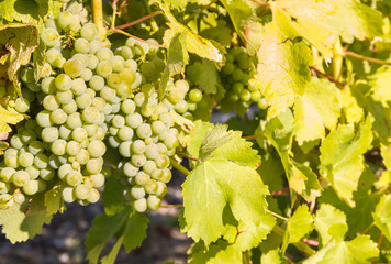 bunches of ripe Sauvignon Blanc grapes growing on vine in vineyard