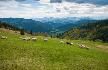 Fototapeta na wymiar Carpathians, Ukraine. Journey in the mountains. Hiking Travel Lifestyle concept beautiful mountains landscape on background Summer vacations activity outdoor. Flock of sheep in the carpathians.