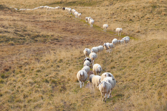 Pecore al pascolo in fila indiana