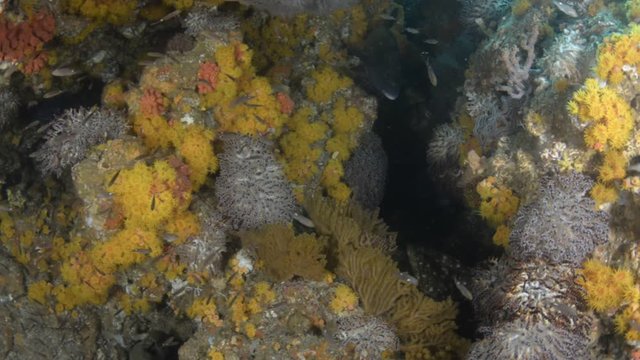 Coral reef scenics of the Sea of Cortez, Baja California Sur, Mexico. 