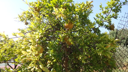 Baum, Frucht