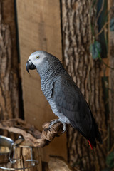 African Grey Parrot on Perch