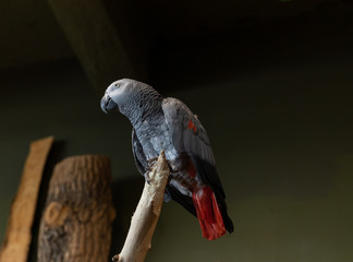 African Grey Parrot from Below