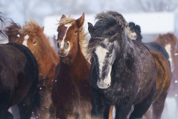 雪原を走る馬
