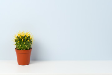 Cactus on white shelf