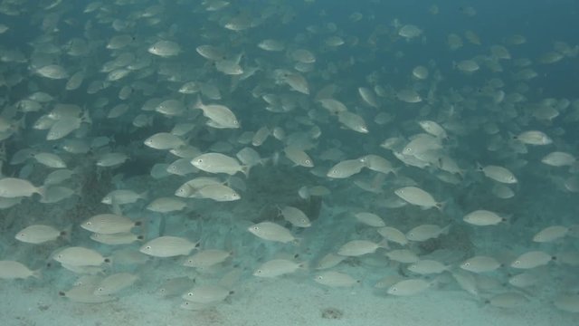 Baitball, Sea of Cort&eacute;s, Baja California Sur. Mexico.
