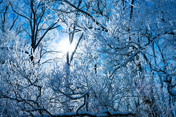 snow covered trees close up