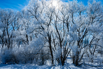 snow covered trees close up