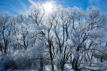 Fototapeta na wymiar snow covered trees close up