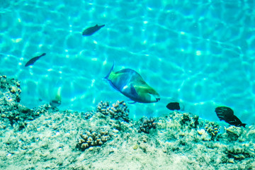 Fototapeta na wymiar Beautiful reef fish on sea background
